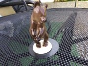 Niedźwiadek brunatny Łomonosow