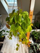 Philodendron Neon