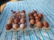 Sprzedam jajka wiejskie. 