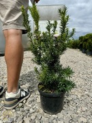 Cis pośredni / Taxus media 'Hicksii' / 40-60cm / 5l