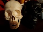 Czaszki, jedna Czarna druga Biała 