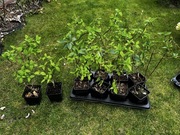 Hortensja bukietowa biala 10 sztu