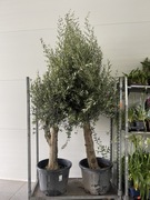 Olea European 250cm