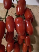 Aurija Mini Koktajlowy 