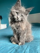 Śliczna kotka rasy Maine Coon - rodowód FPL