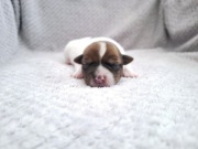 DIOR Jack Russell Terrier