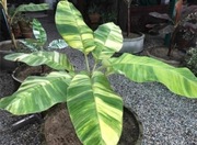 Banan Yellow Variegata nasiona Musa Bananowiec unikat