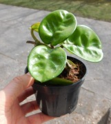 Hoya Krinkle 8 nr 5 ukorzeniona sadzonka