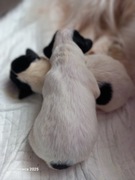 Suczka Papillon szczeniak FCI