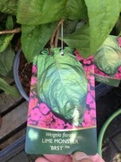 Wajgela o liściach jak u bazyli Lime Monster