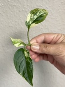 Monstera Adansonii Sp. Laniata Variegata - do  ukorzenienia