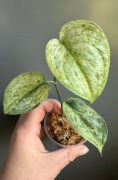 Scindapsus Peasun