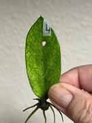 Zamioculcas Zamofilia Chameleon 