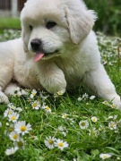 Owczarek Podhalański pies polski