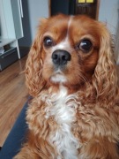 Reproduktor cavalier King Charles spaniel 