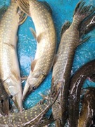 szczupak handlowy hurt