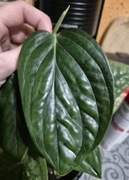 Monstera karsteranium variegata regres