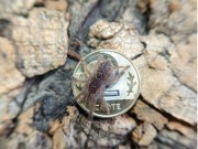 Aspinochilus rufus L3 ptasznik