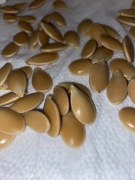 Nasiona dyni Atlantic Giant - Gigantyczne owoce!