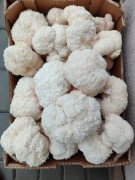 Soplówka jeżowata Lion’s mane Suszona w całości 500g