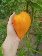 AMBER BARON nasiona Pomidor Kolekcjonerski