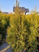 Tuje Szmaragd 60 cm-70 cm