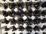 DUBIA 1-2CM 200 SZTUK + POKARM! KARACZAN ARGENTYŃSKI DUBIA 1-2CM