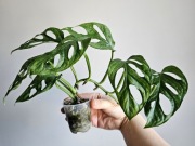Monstera Adansonii Mint w hydroponice 
