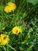 SYROP Z KWIATÓW MNISZKA (160 ml, cukier biały 33%, skórka cytrynowa)