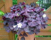 Oxalis Triangularis Szczawik trójkątny purpurowy 200 sztuk + GRATISY