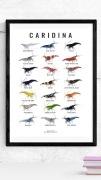 Plakat A3 Krewetki cardina - biały