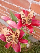 Motylki 3D dekoracyjny 