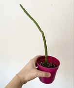 Euphorbia attastoma rarytas! 36 cm