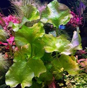 Nymphoides Taiwan Lotos Zielony,10-15 cm, hodowla podwodna, również bez CO2