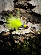 Micro jig na białoryb