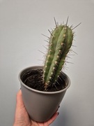 Roślina doniczkowa Kaktus