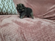 Szpic miniaturowy Pomeranian suczka mini