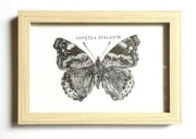 Obraz, rysunek, motyl Vanessa Atalanta