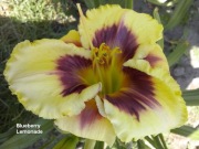 Liliowiec Blueberry Lemonade