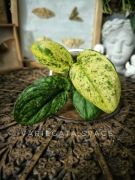 Scindapsus Creme brulee variegata kolekcjonerski rzadki scyndapsus cream 