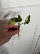 Syngonium yellow aurea variegata