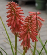 Trytoma knifofia żółta i czerwona