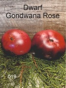 019-Dwarf Gondwana Rose, Pomidory kolekcjonerskie.
