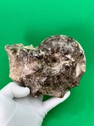 Amonit – skamieniałość (420-66 mln lat). Autentyk!