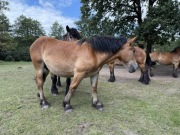 Sprzedam trzy konie.