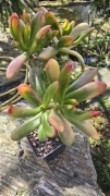 Grubosz Crassula Red Horn
