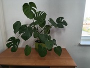 Monstera z trzech młodych roślin 