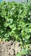 Mięta ogrodowa świeża ekoNatura Pełnia aromatu 