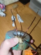 Transformator toroidalny 12v 120va