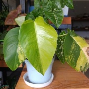 Monstera deliciosa marmorata / aurea